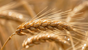 Перевозим зерновые